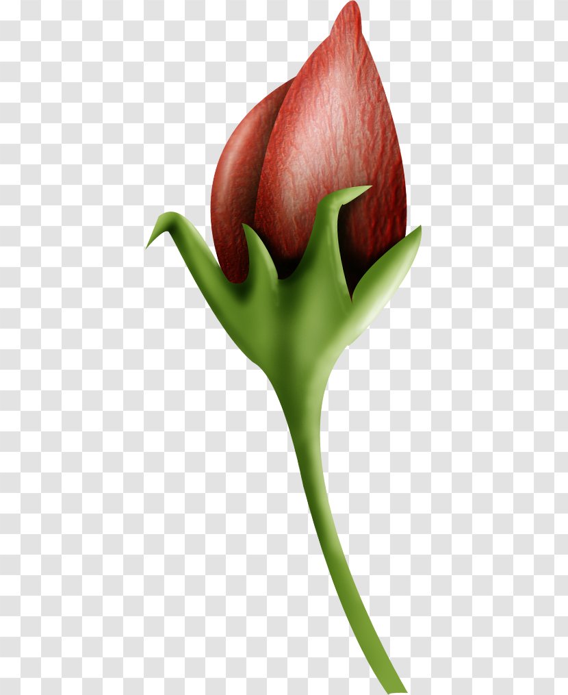 Clip Art - Bud - Flower Transparent PNG