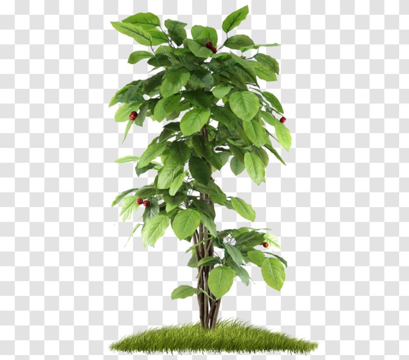 India Non-Governmental Organisation Tree Planting Plantation Organization - Leaf - Potted Plant Transparent PNG