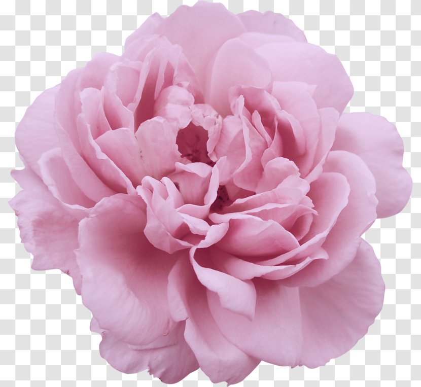 Photography Garden Roses Greeting & Note Cards Clip Art - Peony - пион Transparent PNG