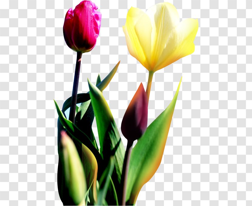 Tulip Flower Download - Photography Transparent PNG