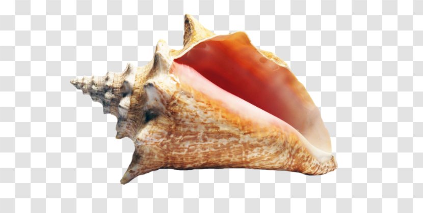Queen Conch Seashell Molluscs - Cockle - Coquillage Transparent PNG