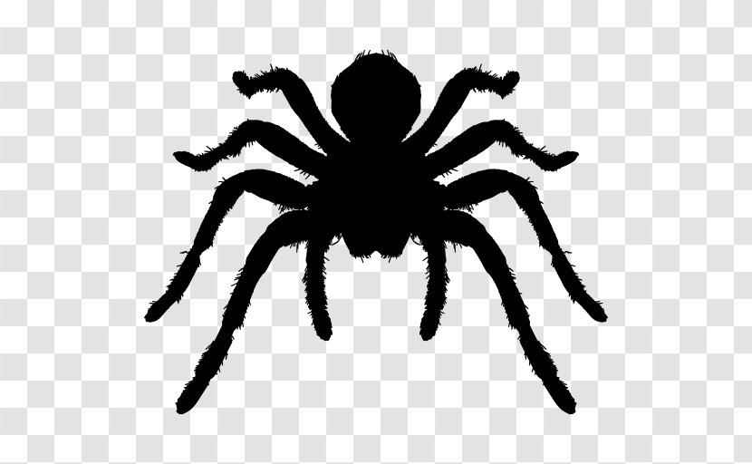 Spider Tarantula Insect Arthropod - Drawing - Animal Silhouettes Transparent PNG
