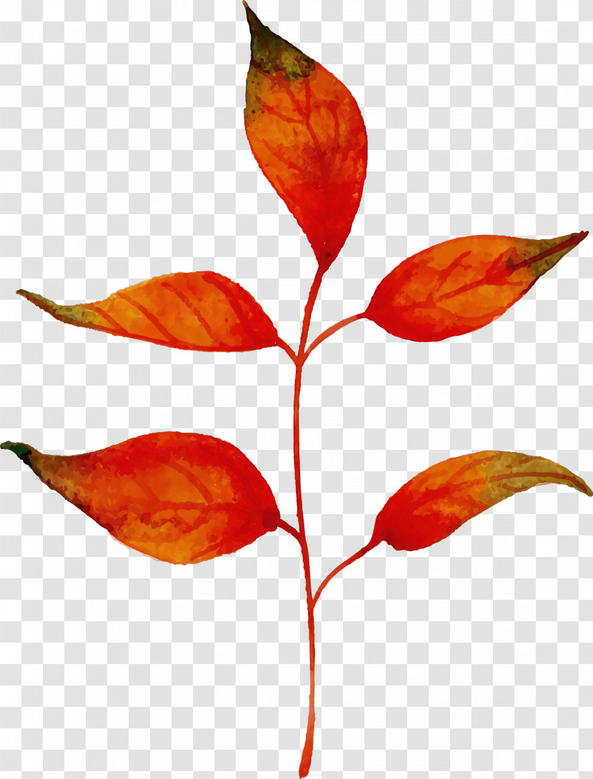 Plant Stem Leaf Petal Plants Science Transparent PNG