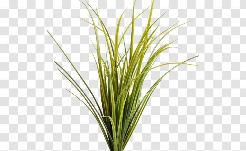 Montana Pseudoroegneria Spicata Prairie Ornamental Grass - Plant Transparent PNG