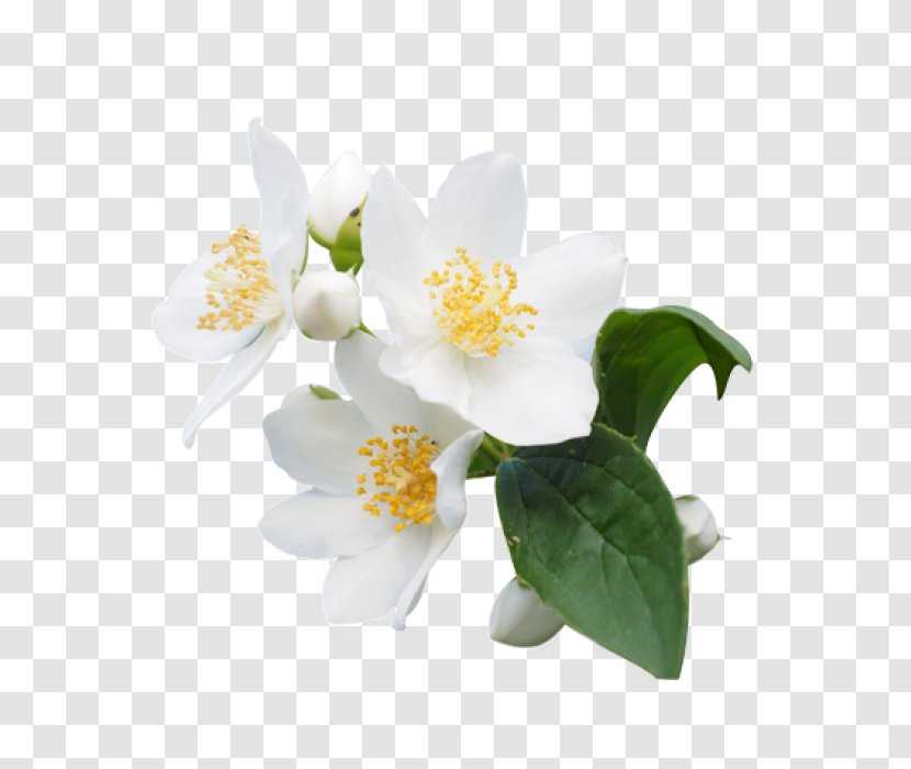 Fragrance Oil Essential Perfume Jasmine - Material - Three-dimensional Flowers Transparent PNG