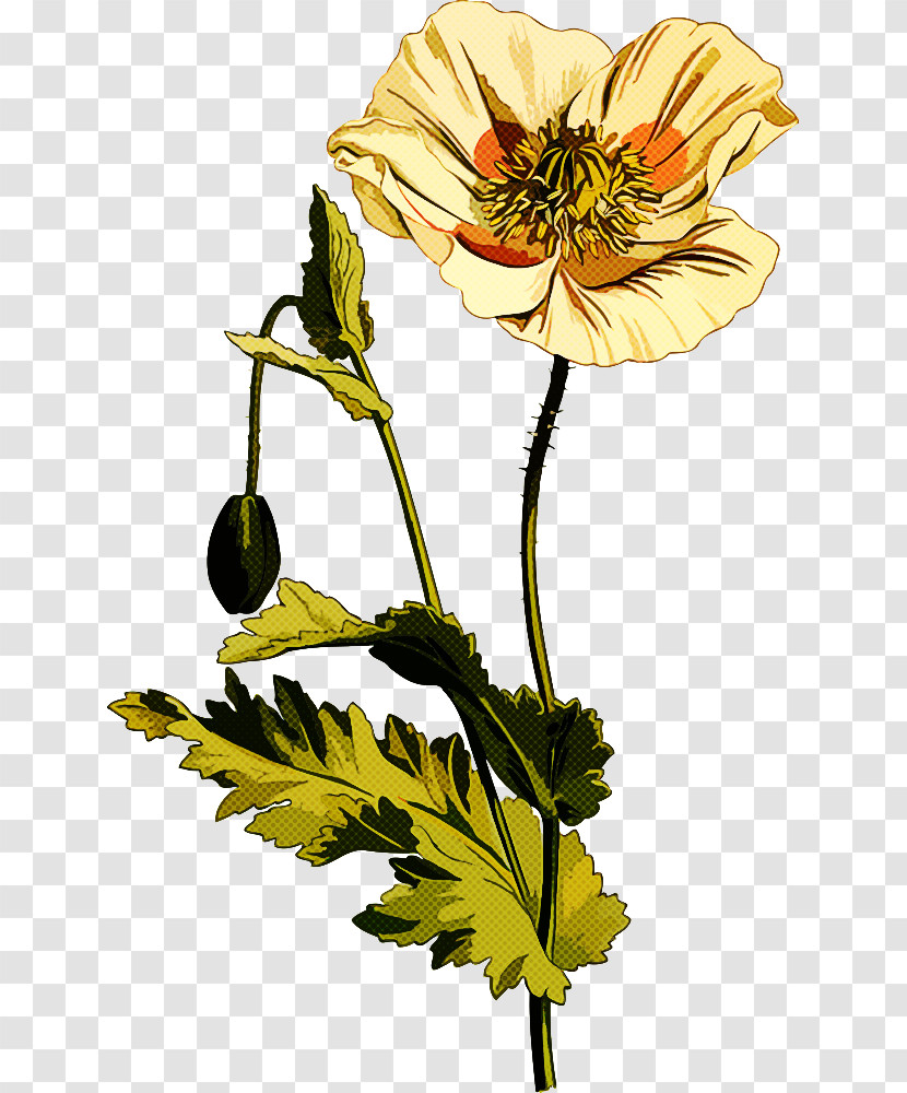 Fifty Plants That Changed The Course Of History Opium Poppy Common Poppy Book Plant Stem Transparent PNG