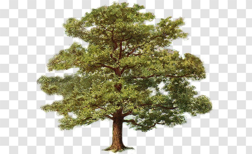 Tree Drawing Oak Color Clip Art Transparent PNG