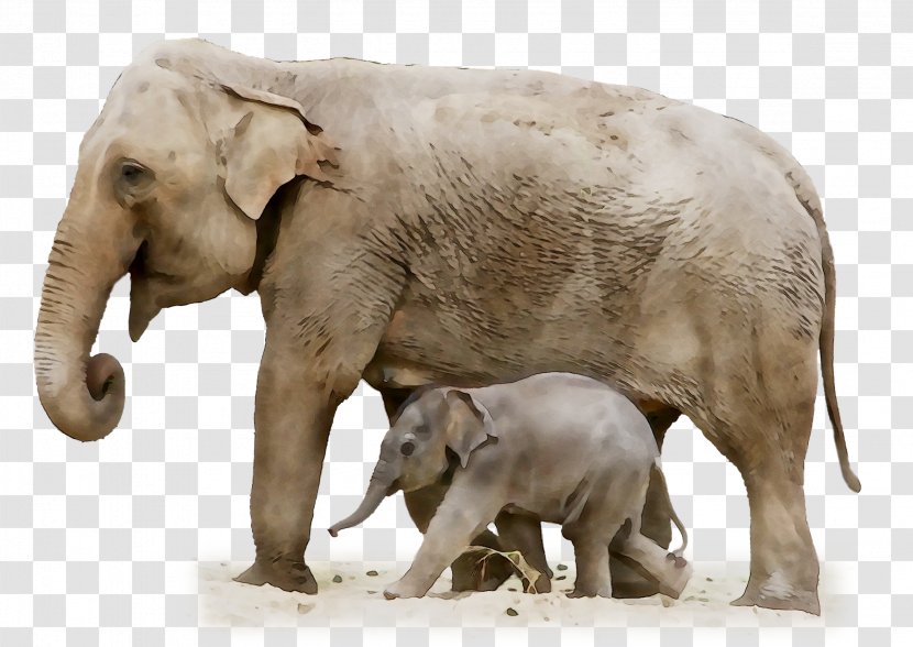Indian Elephant African Fauna Terrestrial Animal - Figure Transparent PNG