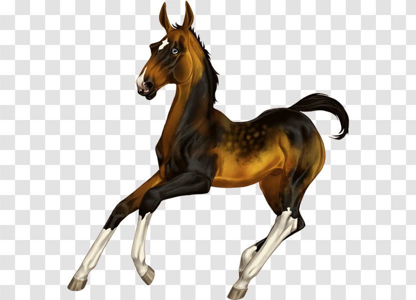 Mustang Foal Mare Stallion Halter - Livestock Transparent PNG