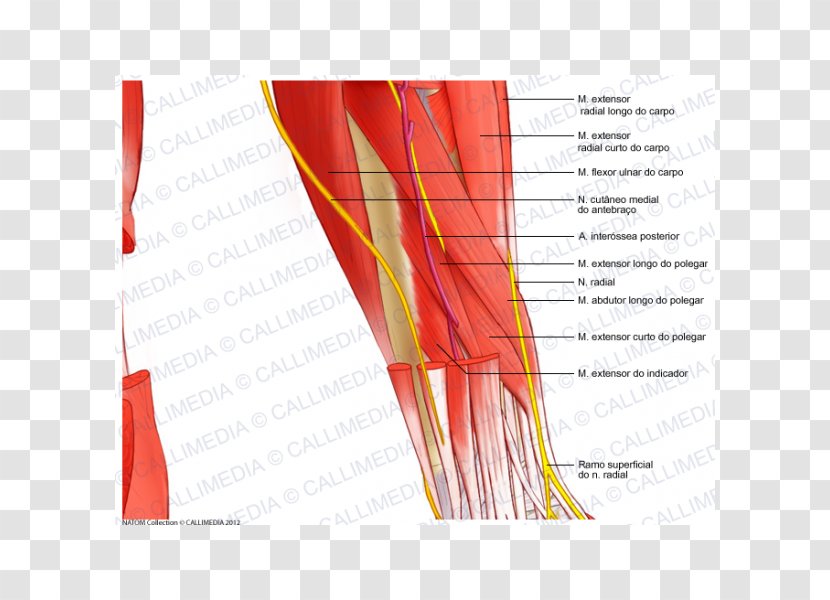 Nerve Nervous System Human Anatomy Forearm - Silhouette - Muscular Anatomical Chart Transparent PNG