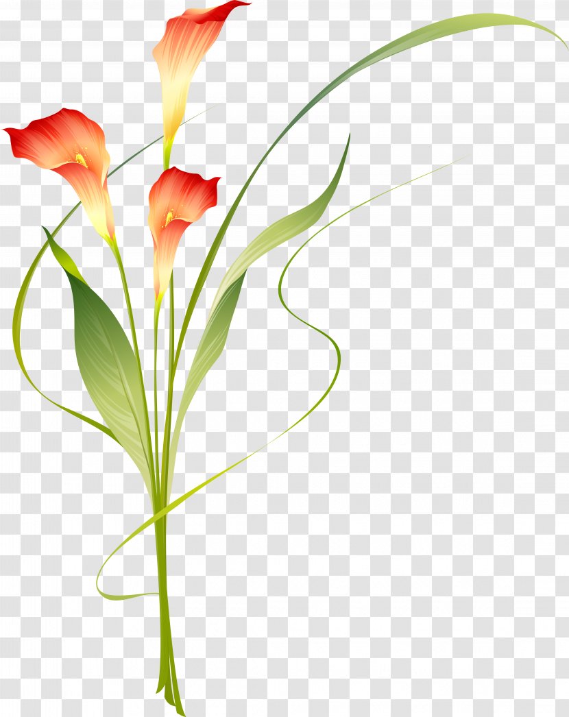 Verdier Bernard Emile Flower Dianthus Ramen Instant Noodle - Cut Flowers Transparent PNG