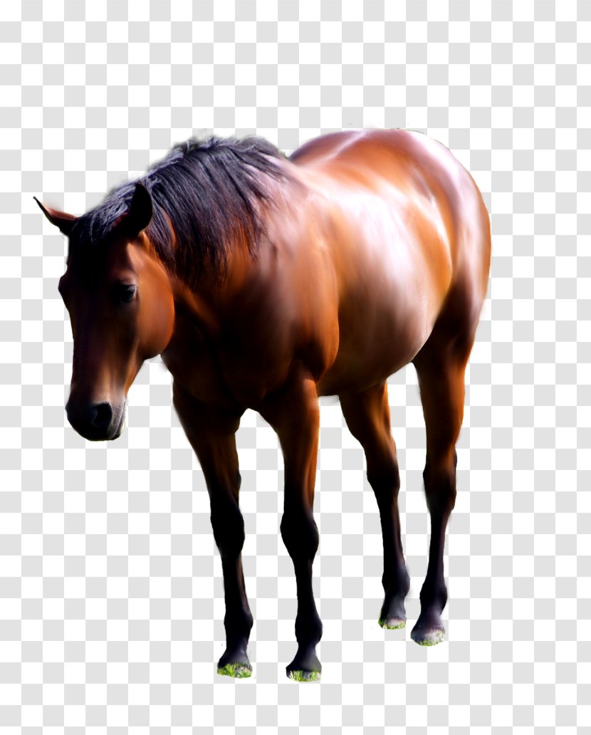 American Paint Horse Andalusian Mustang Foal Stallion - Pack Animal Transparent PNG