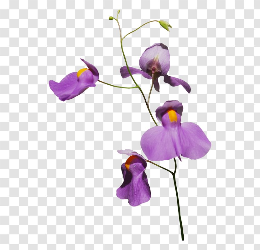 Orchids Flower Plant - Google Images - Purple Floral Ornamental Plants Transparent PNG