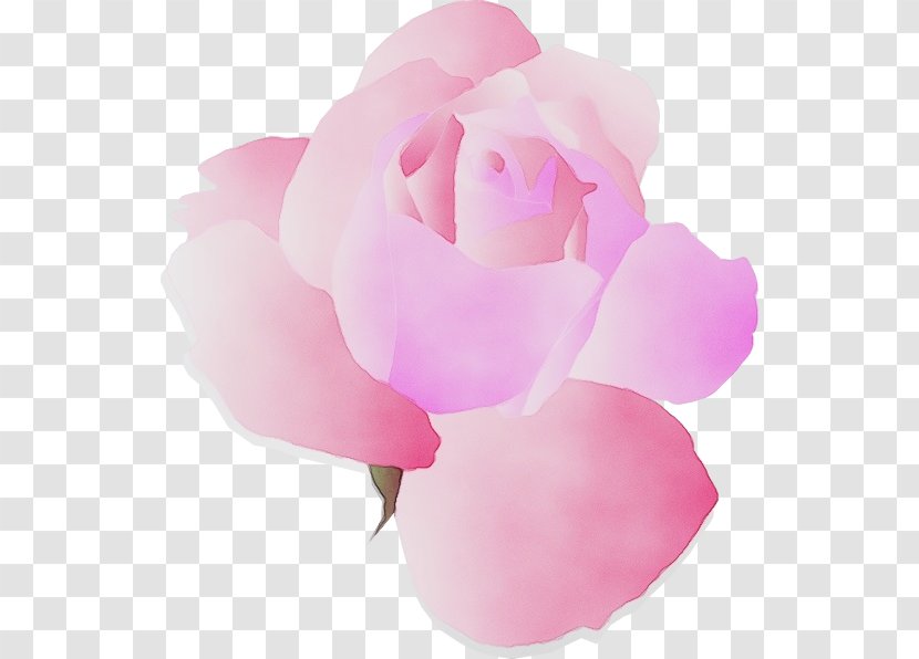Garden Roses - Pink - Peony Rose Order Transparent PNG