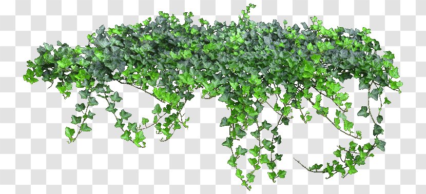 Vine Clip Art - Herb - Plants Transparent PNG