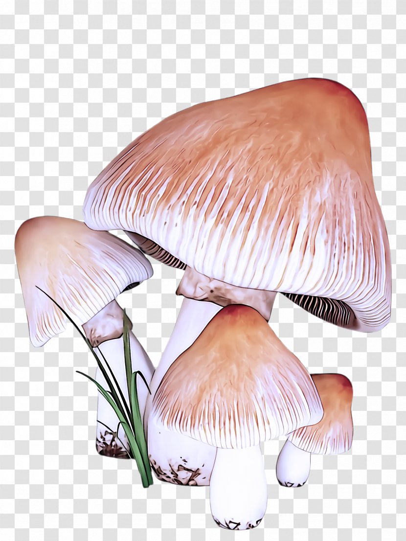 Mushroom Edible Agaricus Agaricaceae Agaricomycetes - Fungus Russula Integra Transparent PNG