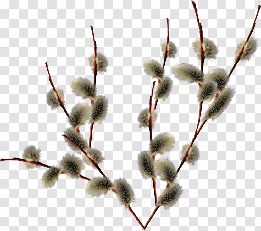 Branches - Twig - Plant Transparent PNG