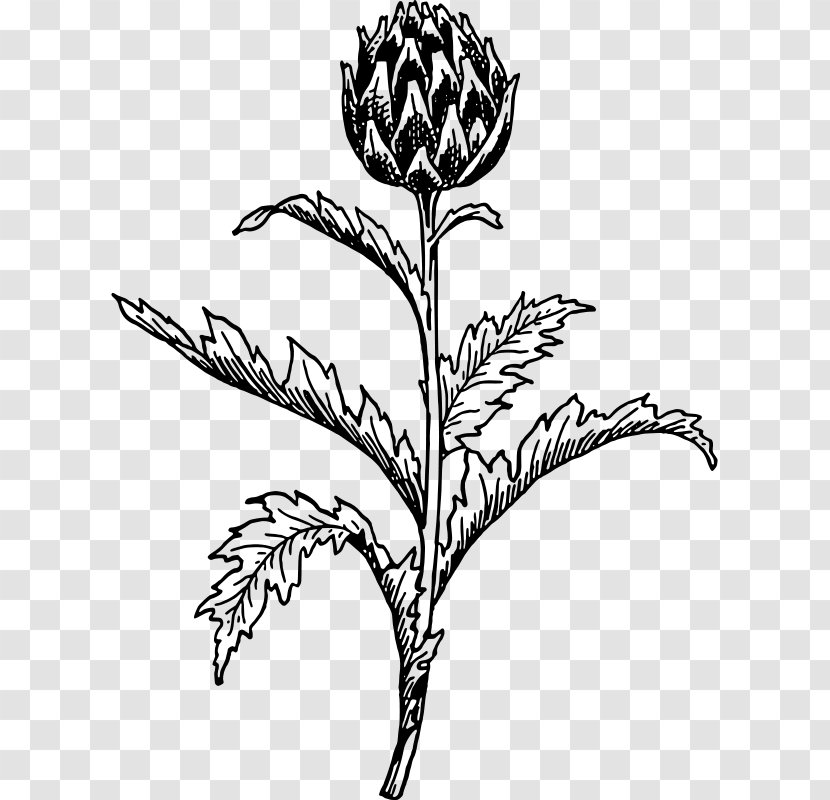 Artichoke Thistle Drawing Botany - Monochrome - Vegetable Transparent PNG