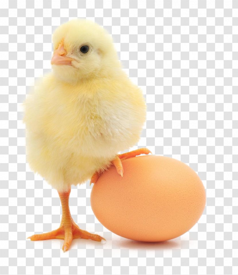 Chicken Or The Egg Broiler Organic Production Transparent PNG