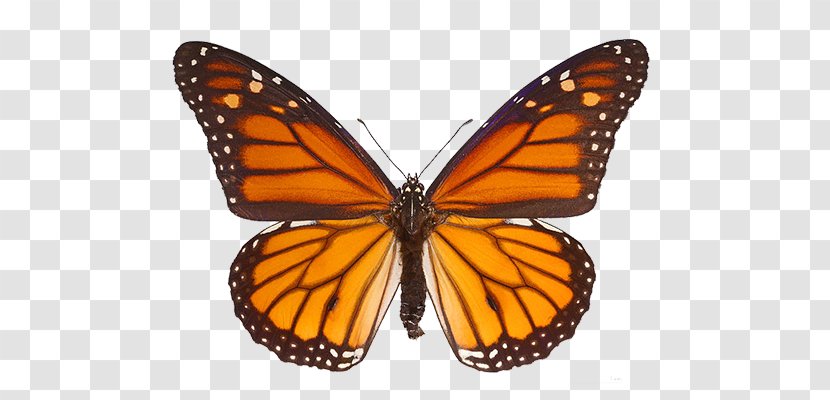 The Monarch Butterfly Milkweed Butterflies Insect - Brush Footed Transparent PNG