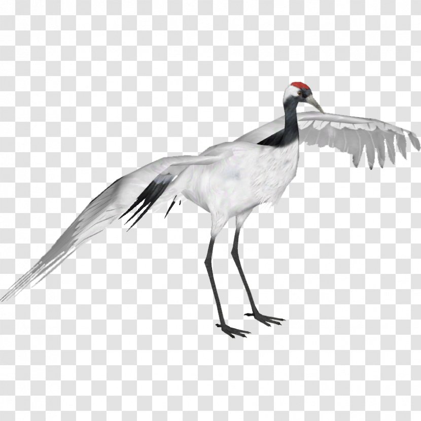 Red-crowned Crane Bird Sandhill Whooping - Fauna Transparent PNG