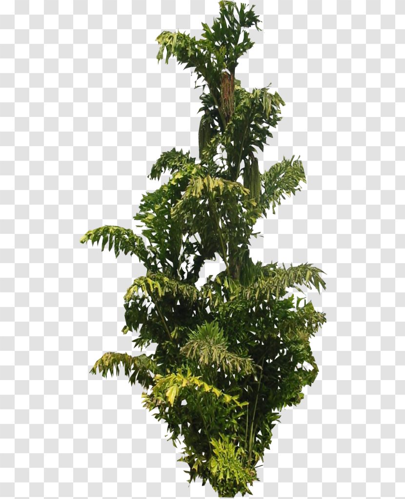 Tree Arecaceae Leaf Plant Palm Branch - Lace Transparent PNG