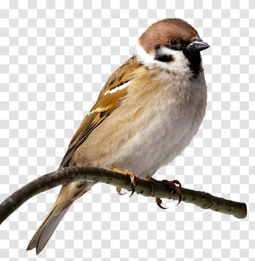 House Sparrow Bird Clip Art - Beak Transparent PNG