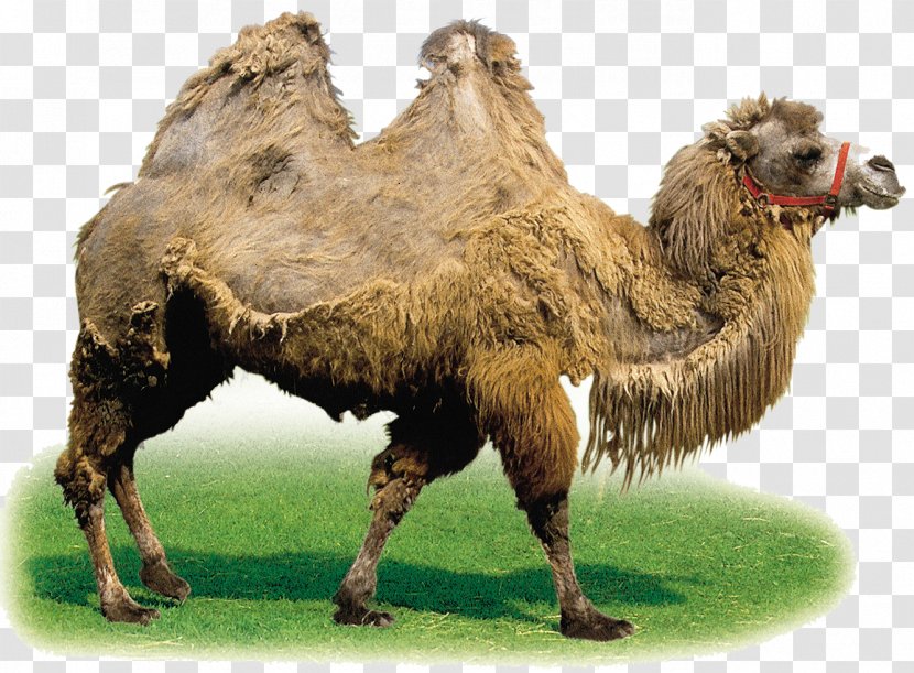 Camel Horse Clip Art - Wildlife - Desert Transparent PNG