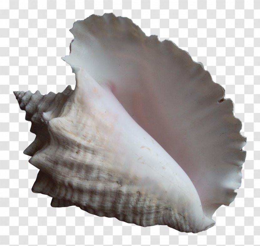 Clam Conch Seashell Cockle Mussel - Scallop Transparent PNG
