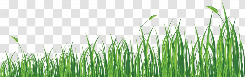Clip Art - Cartoon - Grass Transparent PNG