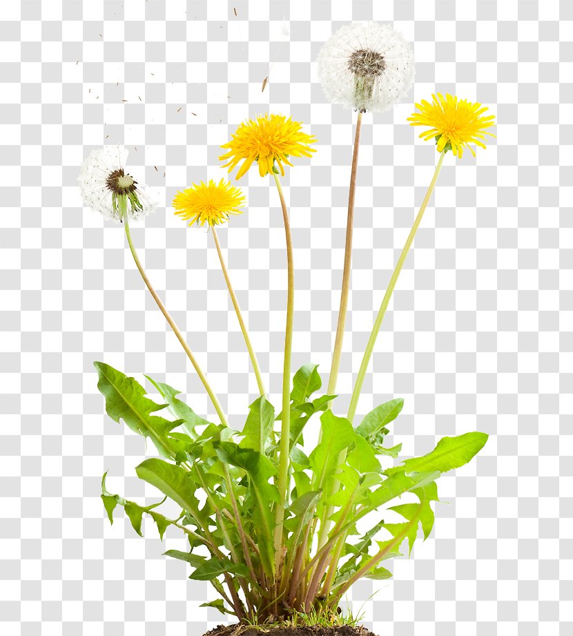 Herbicide Weed Control Dandelion Lawn - Yellow Transparent PNG