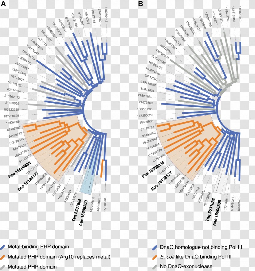 DNA Polymerase III Holoenzyme E. Coli Sequence Alignment - Thermus Aquaticus Transparent PNG