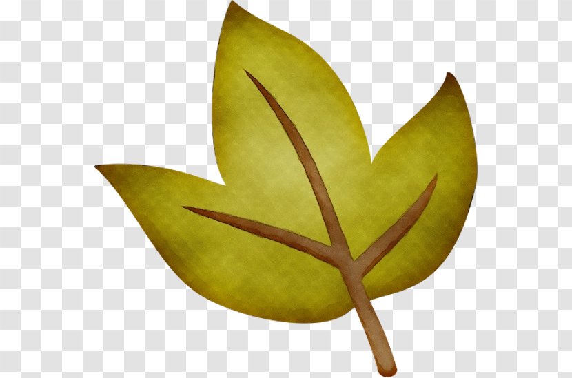 Leaf Fruit - Anthurium Tree Transparent PNG
