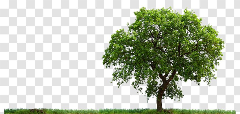 Clip Art Transparency Image Tree - Field - Change Growth Renewal Transparent PNG