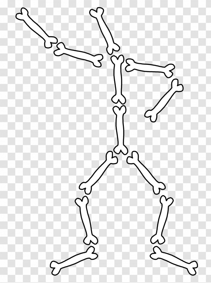 The Human Skeleton Bone Anatomy Body - Bones Transparent PNG