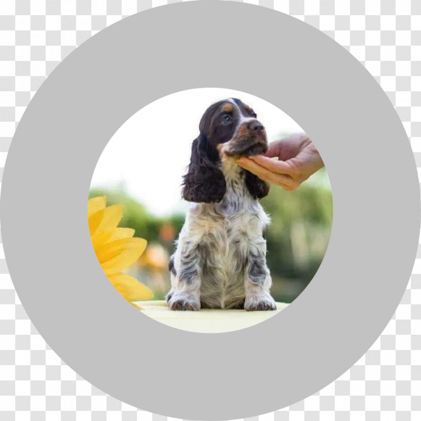 Dog Breed English Cocker Spaniel Puppy Blue Roan - Character Structure Transparent PNG