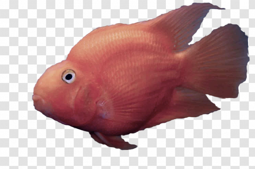 Fish Red Fish Pink Parrotfish Transparent PNG