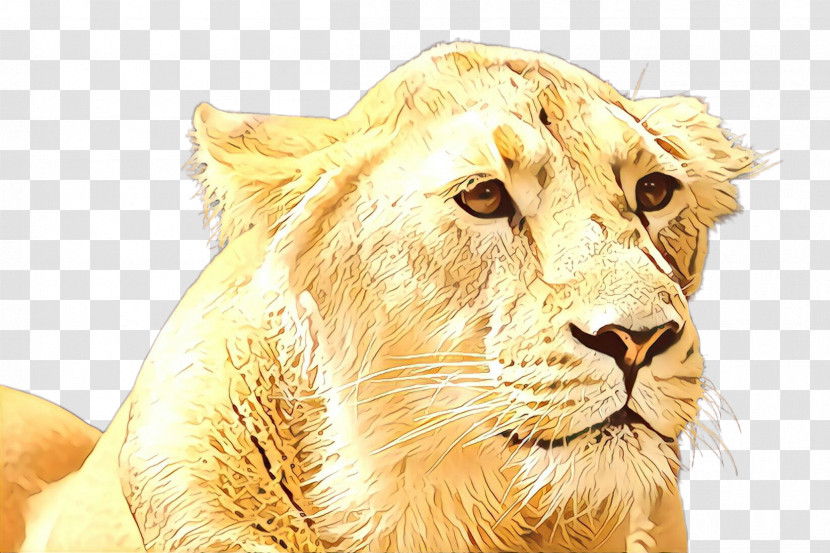 Lion Wildlife Masai Lion Snout Transparent PNG