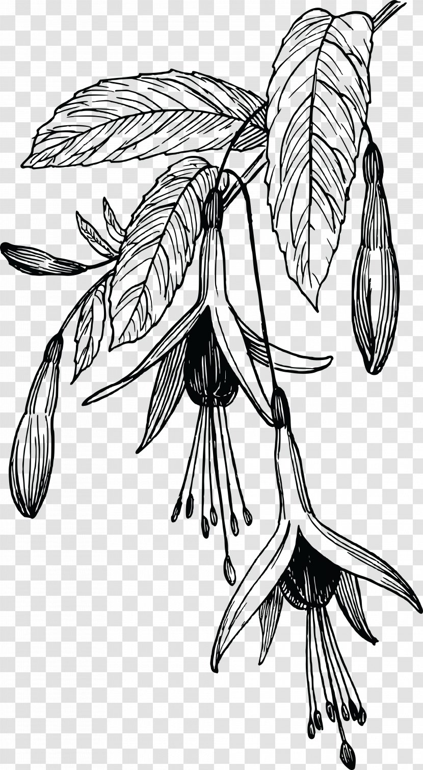 Drawing Art Clip - Flowering Plant - Design Transparent PNG