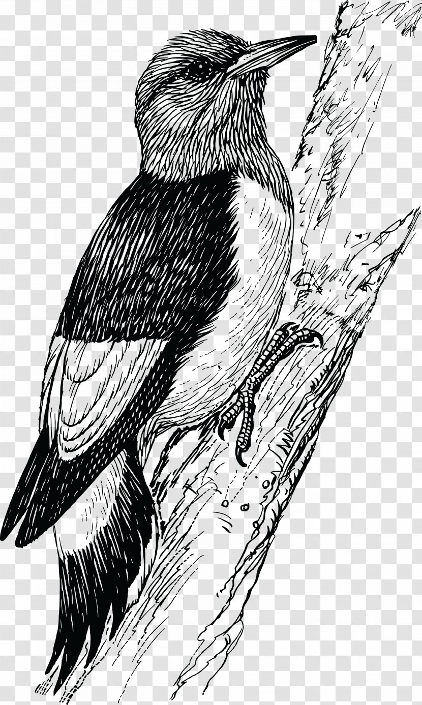 Woodpecker Penguin Bird Clip Art Transparent PNG