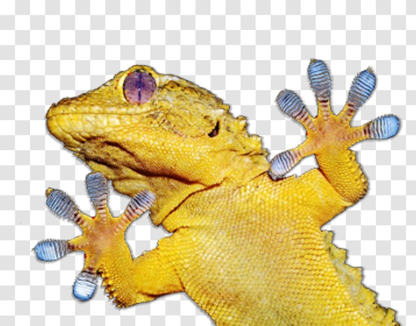 Gecko Lizard Amphibian Animal - Organism Transparent PNG