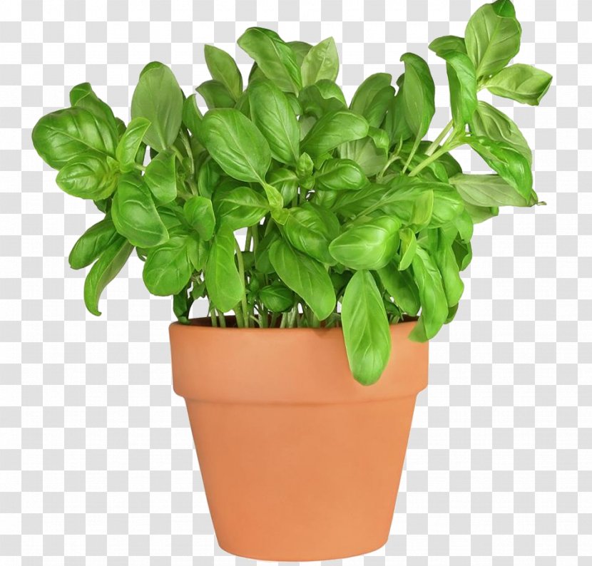 Basil Fines Herbes Herbaceous Plant Parsley Transparent PNG