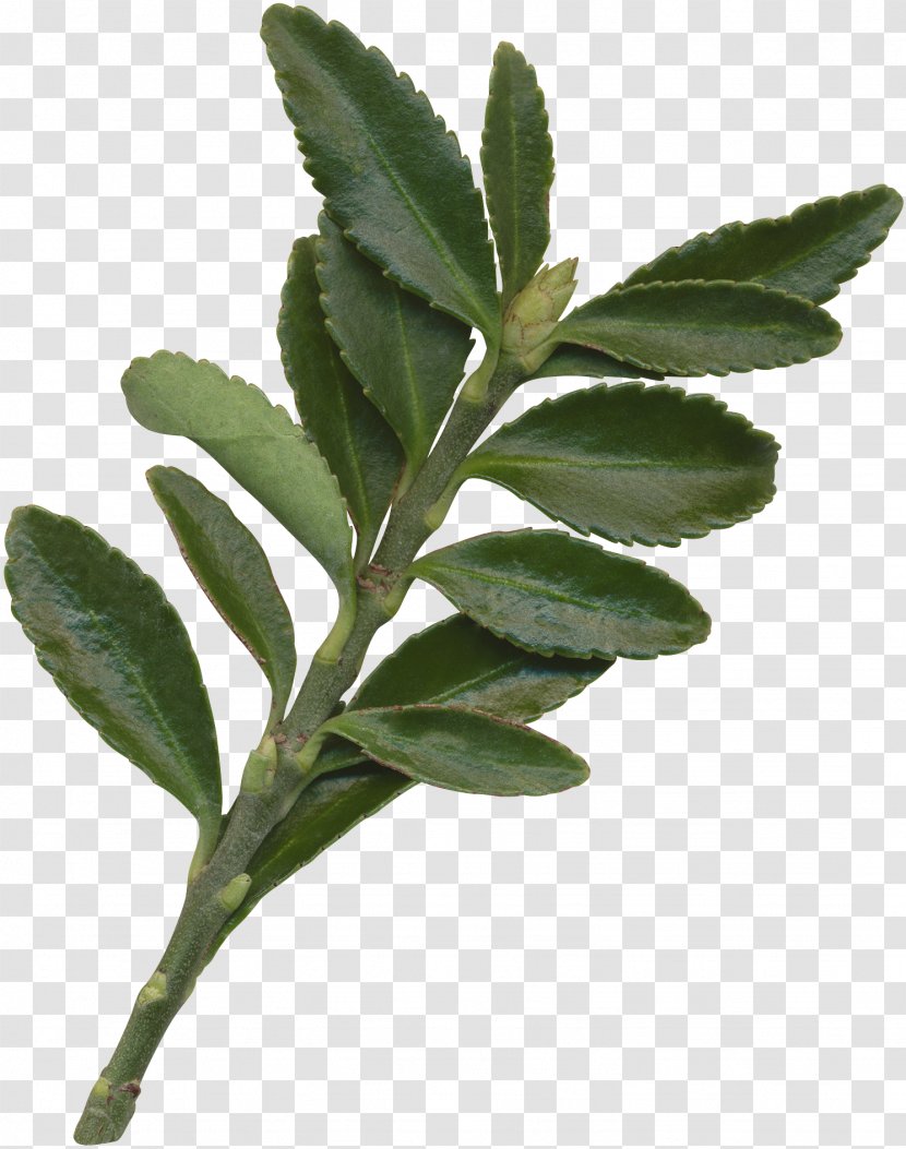 Leaf Plant Gratis - Tree - Leaves Transparent PNG