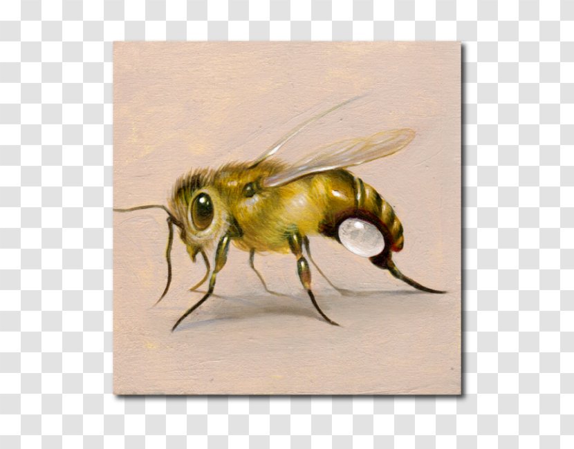 Honey Bee - Pest Transparent PNG
