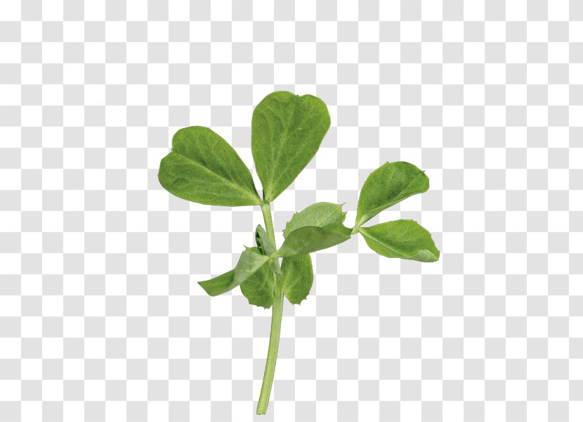 Leaf Pea Shoot Plant Stem Basil Transparent PNG