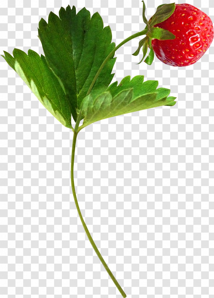Musk Strawberry Aedmaasikas Fruit Transparent PNG