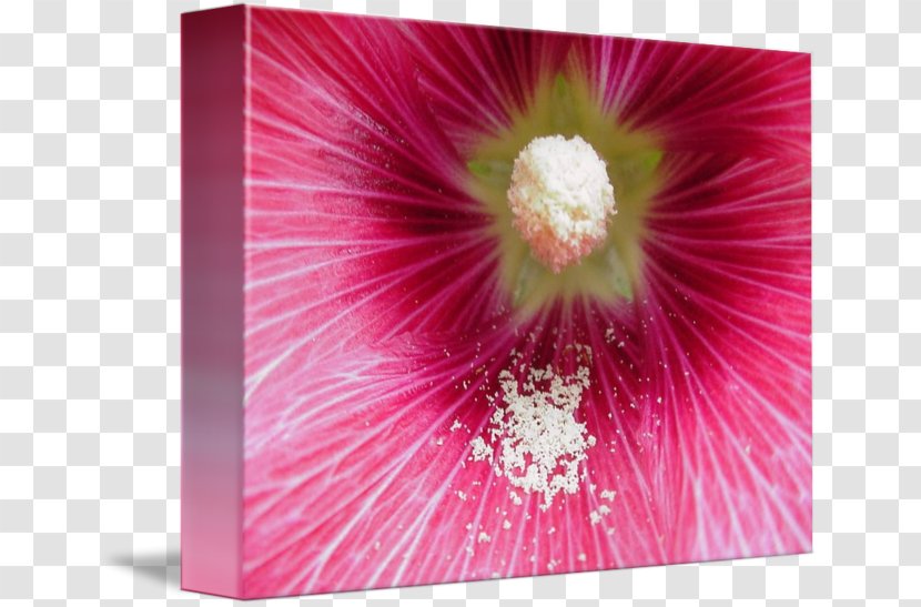Mallow Hibiscus Hollyhocks Pink M Close-up - Wildflower - Jackson Storm Transparent PNG