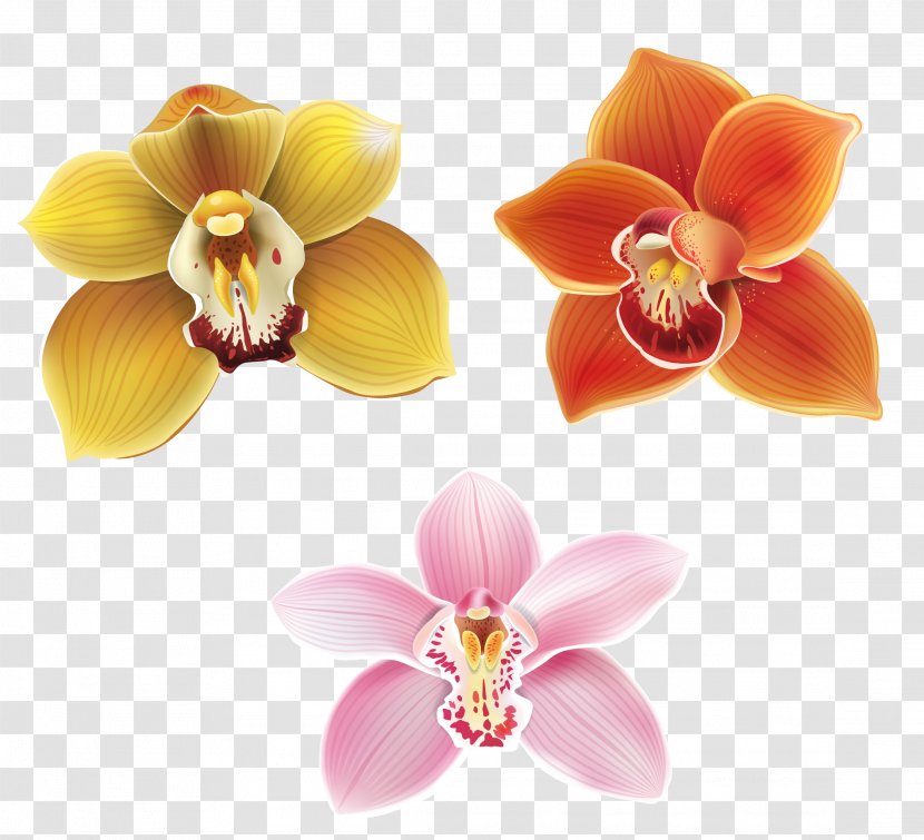 Moth Orchids Petal Flower - Lily Vector Transparent PNG