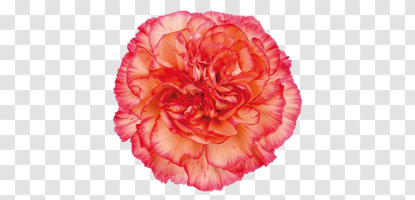 Carnation Cut Flowers Rose Color - Birth Flower Transparent PNG