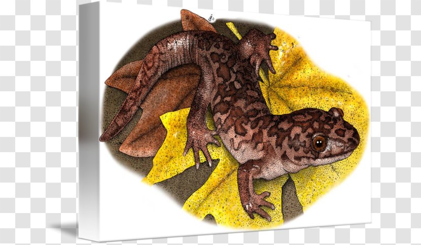 Giant Salamanders Pacific Salamander Art Reptile - Brand Transparent PNG
